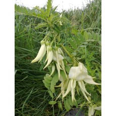 Clianthus puniceus albus